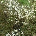 Erigeron annuus habit picture by Jenny Pohl (cc-by-sa)