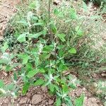 Chenopodium album habit picture by Max Las (cc-by-sa)