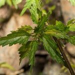 Urtica dioica leaf picture by Martin Bishop (cc-by-sa)