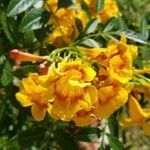 Caesalpinia pulcherrima flower picture by Vincent Muscarello (cc-by-sa)