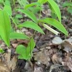 Uvularia sessilifolia habit picture by Marilyse Goulet (cc-by-sa)