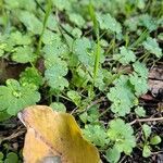 Bowlesia incana habit picture by Jean-Marie Frenoux (cc-by-sa)