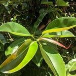 Ficus elastica leaf picture by Eli Bou (cc-by-sa)