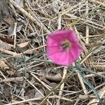 Convolvulus chilensis flower picture by di parodi (cc-by-sa)