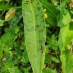 Dactylorhiza fuchsii leaf picture by Johannes Fischer (cc-by-sa)