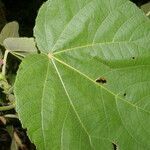 Heliocarpus americanus leaf picture by Nelson Zamora Villalobos (cc-by-nc)