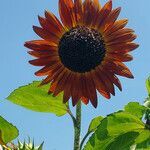 Helianthus annuus flower picture by K O (cc-by-sa)