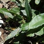 Senecio pyrenaicus leaf picture by Alain Bigou (cc-by-sa)