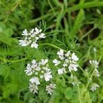 Coriandrum sativum flower picture by thomas griesohn (cc-by-sa)