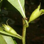 Ludwigia foliobracteolata fruit picture by Nelson Zamora Villalobos (cc-by-nc)