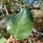 Ficus benghalensis leaf picture by Ankit Pathak (cc-by-sa)