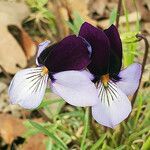 Viola pedata flower picture by K O (cc-by-sa)