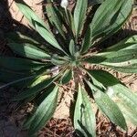 Plantago lagopus leaf picture by Centeno Juan (cc-by-sa)