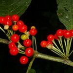 Witheringia coccoloboides fruit picture by Nelson Zamora Villalobos (cc-by-nc)