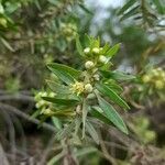 Baccharis dracunculifolia flower picture by Trap Hers (cc-by-sa)