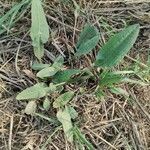 Rumex pulcher leaf picture by Alberto Agostino (cc-by-sa)