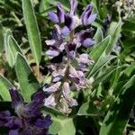 Lupinus diffusus flower picture by Eli Small (cc-by-sa)