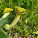 Aristolochia fontanesii flower picture by abdelbadia redouani (cc-by-sa)