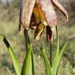 Fritillaria affinis flower picture by Ethan Greer (cc-by-sa)