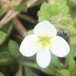 Veronica cymbalaria flower picture by Diego Alex (cc-by-sa)