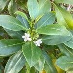 Myoporum tenuifolium flower picture by christine Lesca Maillard (cc-by-sa)