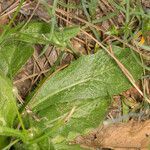 Hypochaeris achyrophorus leaf picture by Martin Bishop (cc-by-sa)