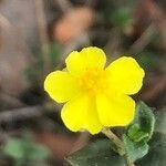 Helianthemum marifolium flower picture by Diego Alex (cc-by-sa)