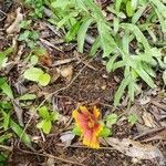 Gaillardia pulchella habit picture by Brad Kelley (cc-by-sa)