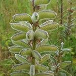 Lupinus polyphyllus fruit picture by Kai Best (cc-by-sa)