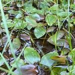 Potamogeton polygonifolius habit picture by Terje Norli (cc-by-sa)