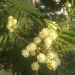 Acacia mearnsii flower picture by RAFAEL Vargas Garcia (cc-by-sa)