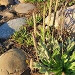 Plantago weldenii flower picture by Nicolas (cc-by-sa)