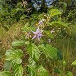 Solanum subinerme habit picture by Denis Bastianelli (cc-by-sa)