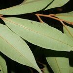 Ardisia liesneri leaf picture by Nelson Zamora Villalobos (cc-by-nc)