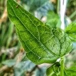 Scutellaria galericulata leaf picture by Waldemar Zeja (cc-by-sa)