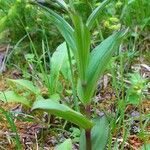 Epipactis atrorubens habit picture by Pierre LEON (cc-by-sa)