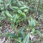 Smilax bona-nox habit picture by Eli Small (cc-by-sa)