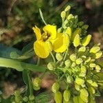 Brassica napus flower picture by Tobias Arendt (cc-by-sa)