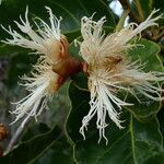 Arillastrum gummiferum flower picture by Richard Chesher (cc-by-sa)