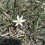 Leucocrinum montanum flower picture by Kraneia The Dancing Dryad (cc-by-sa)