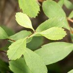 Spiraea decumbens leaf picture by Martin Bishop (cc-by-sa)