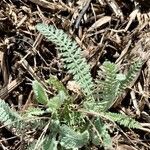 Achillea clypeolata leaf picture by celine (cc-by-sa)