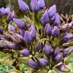 Gentianella selaginifolia flower picture by Fabien Anthelme (cc-by-sa)