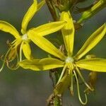 Asphodeline lutea flower picture by Guillaume Labeyrie (cc-by-sa)