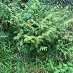 Streptopus amplexifolius habit picture by HOLWECK Paul (cc-by-sa)