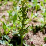 Dactylorhiza viridis leaf picture by Jean-loup Deval (cc-by-sa)