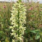 Platanthera lacera flower picture by Julie S (cc-by-sa)