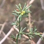 Asparagus nesiotes leaf picture by Diego Alex (cc-by-sa)