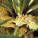 Chamaerops humilis flower picture by Monteiro Henrique (cc-by-sa)