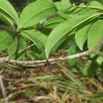 Manilkara zapota leaf picture by Nelson Zamora Villalobos (cc-by-nc)